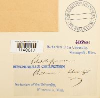 Paludella squarrosa image