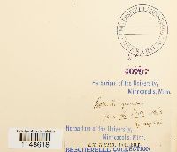 Paludella squarrosa image