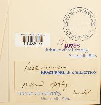 Paludella squarrosa image