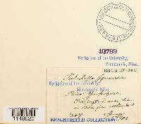 Paludella squarrosa image