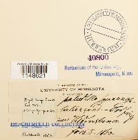 Paludella squarrosa image