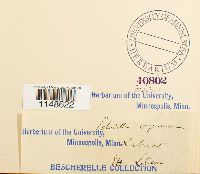 Paludella squarrosa image