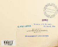 Paludella squarrosa image