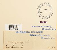 Paludella squarrosa image