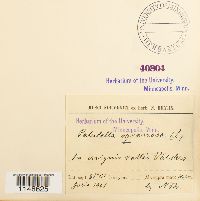 Paludella squarrosa image