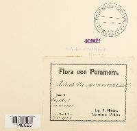 Paludella squarrosa image