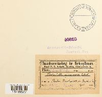 Paludella squarrosa image