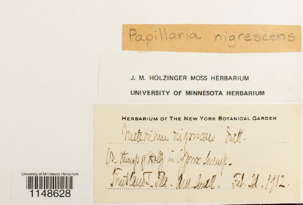 Papillaria nigrescens image