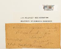 Papillaria nigrescens image