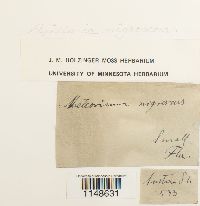 Papillaria nigrescens image