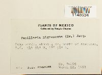 Papillaria nigrescens image