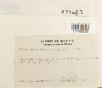 Papillaria nigrescens image