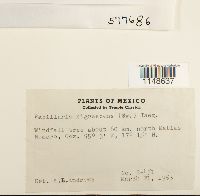 Papillaria nigrescens image