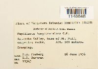 Papillaria crocea image