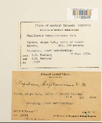 Papillaria crocea image