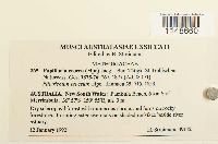 Papillaria crocea image