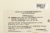 Papillaria crocea image