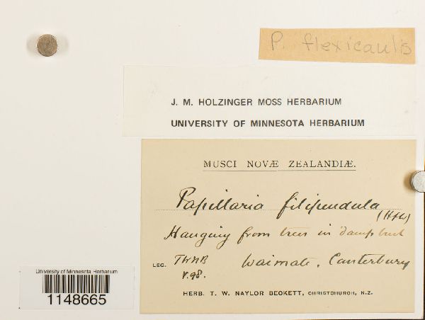 Papillaria flexicaulis image