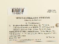 Papillaria flexicaulis image