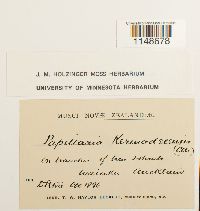 Papillaria crocea image