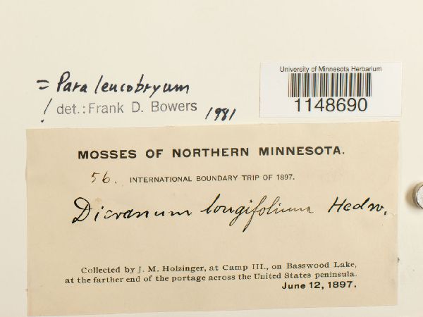 Paraleucobryum longifolium image