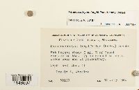 Paraleucobryum longifolium image