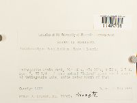 Paraleucobryum longifolium image