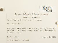 Paraleucobryum longifolium image