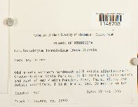 Paraleucobryum longifolium image