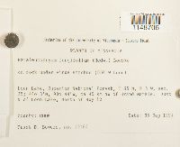 Paraleucobryum longifolium image