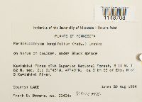 Paraleucobryum longifolium image