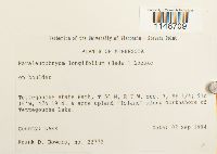 Paraleucobryum longifolium image