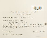 Paraleucobryum longifolium image