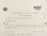 Paraleucobryum longifolium image