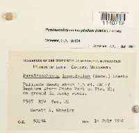 Paraleucobryum longifolium image