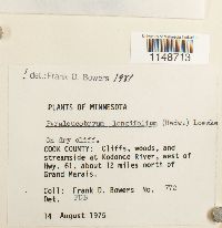 Paraleucobryum longifolium image