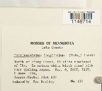 Paraleucobryum longifolium image