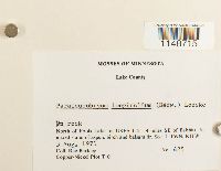 Paraleucobryum longifolium image