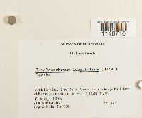 Paraleucobryum longifolium image