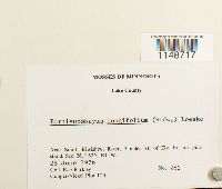 Paraleucobryum longifolium image