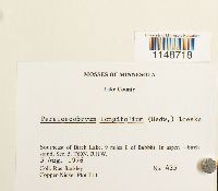 Paraleucobryum longifolium image