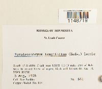 Paraleucobryum longifolium image