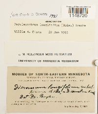 Paraleucobryum longifolium image