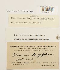 Paraleucobryum longifolium image