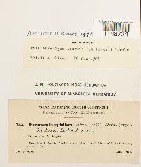 Paraleucobryum longifolium image