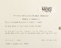 Paraleucobryum longifolium image