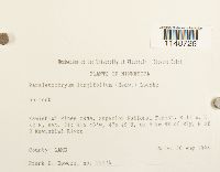 Paraleucobryum longifolium image