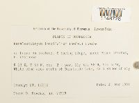 Paraleucobryum longifolium image