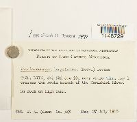 Paraleucobryum longifolium image