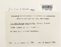 Paraleucobryum longifolium image